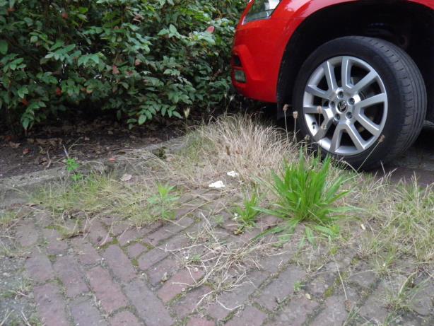 In het najaar van 2015 liepen een Bruine Kikker Rana temporaria en twee jonge Gewone Padden Bufo bufo door het achterpad tussen de achtertuinen.