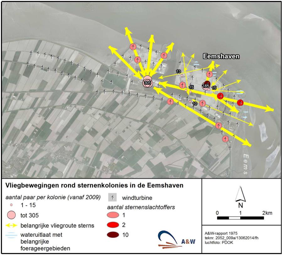 Figuur 4.1 Belangrijkste vliegbewegingen van sterns (visdief en noordse stern) rond hun kolonies in de Eemshaven, gebaseerd op zichtwaarnemingen in 2009-2013 en expert judgement.