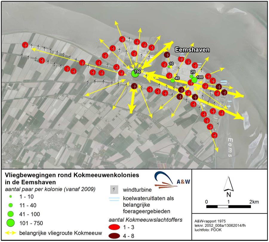 Figuur 4.2 Belangrijkste vliegbewegingen van de kokmeeuw rond de kolonies in de Eemshaven, gebaseerd op zichtwaarnemingen vanaf 2009 en expert judgement.