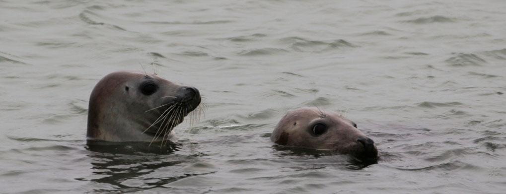 Tabel 6.2 Overzicht van de habitattypen waarvoor de Waddenzee is aangewezen en de bijbehorende instandhoudingsdoelen. *=prioritair habitattype (Bron: Aanwijzingsbesluit d.d. 26 februari 2009).