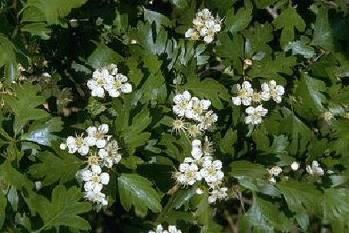 Heeft rechte diepe Eenstijlige meidoorn Crataegus monogyna Gedijt op alle bodems, liefst vruchtbaar en niet te droog.