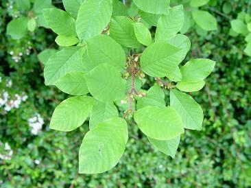 Blauwe bessen, te verwerken in dranken Sporkehout Rhamnus frangula Vruchtbare vochtige bodems.