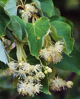 Winterlinde Tilia cordata Goede groeikracht op vruchtbare en drogere bodems. Zeer waardevolle soort. Honingplant met zeer geurige bloesems.