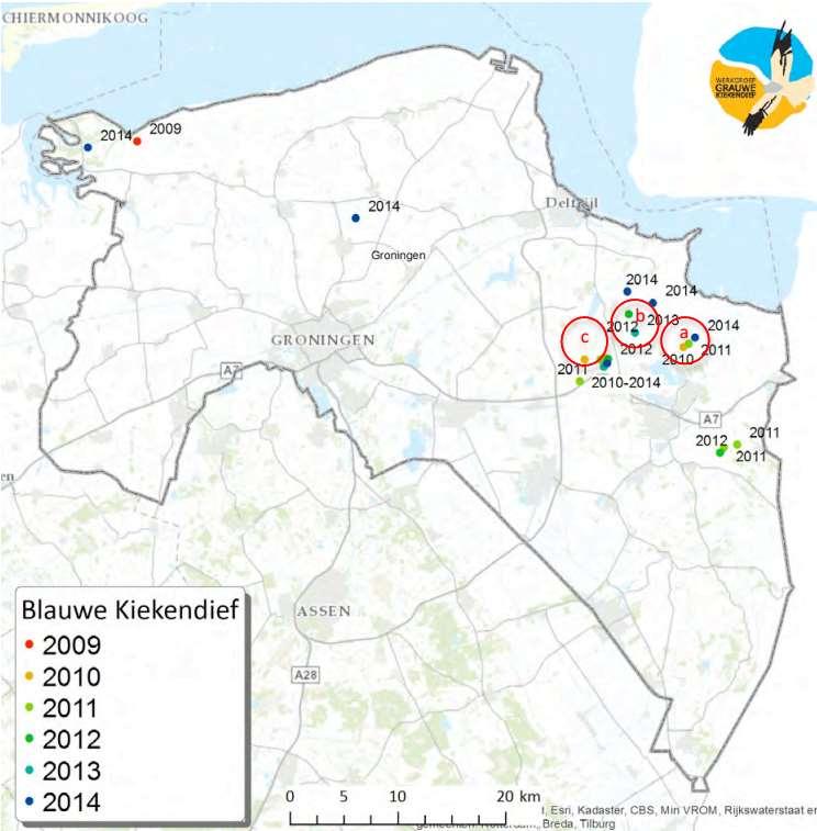 broedende blauwe kiekendieven. Grauwe kiekendieven met loggers die in deze hoek broedden, bleken vooral naar Blauwestad te vliegen om daar op braakliggende akkers te gaan jagen. c.