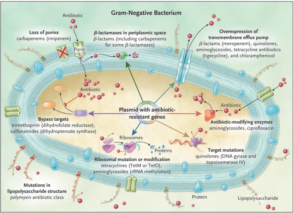 Multiple Mechanisms of Resistance in Gram-Negative