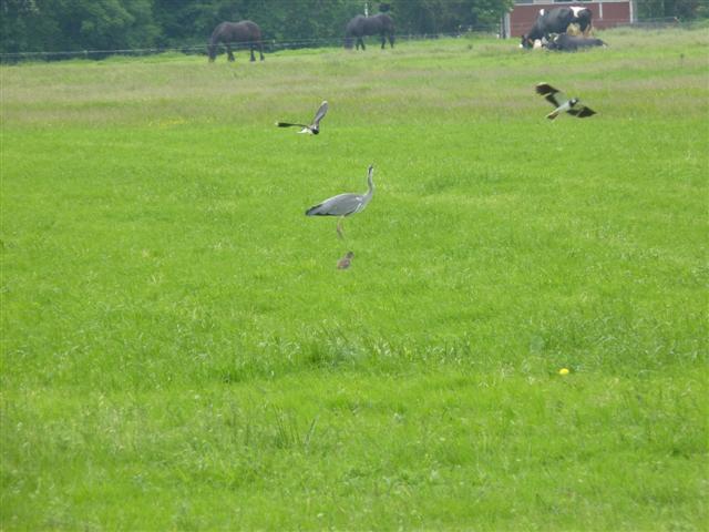 Focus op Grutto of breder?