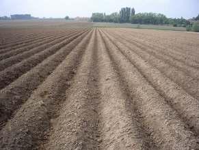 Proef in aardappel Belgie op zand Niet geploegd geploegd 25/5 Proef aardappel België Stabielere ruggen na hevige regenval Minder groene knollen In 1 proef NKG