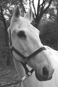 De Chambrièreknol Duck Duck is een ruin van ruim 25 jaar oud. Hij is een schimmel, maar in het begin was hij zwart. Hij is sinds 1989 bij ons op de manege, en is een geliefd paard.