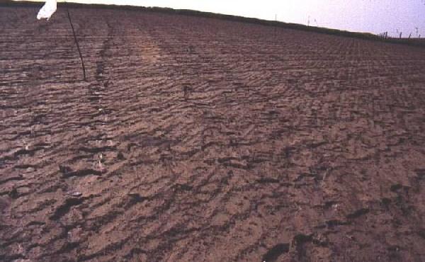 Watererosie in Vlaanderen Intergeulerosie (interrill erosion or sheet