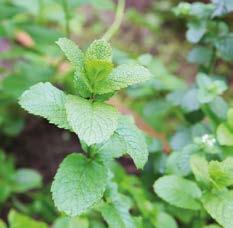 Salie Deze struikachtige plant heeft grijsgroene bladeren en grote paarse bloemen. Het grijsgroene blad is behaard. Het blad van de salie heeft veel smaak.