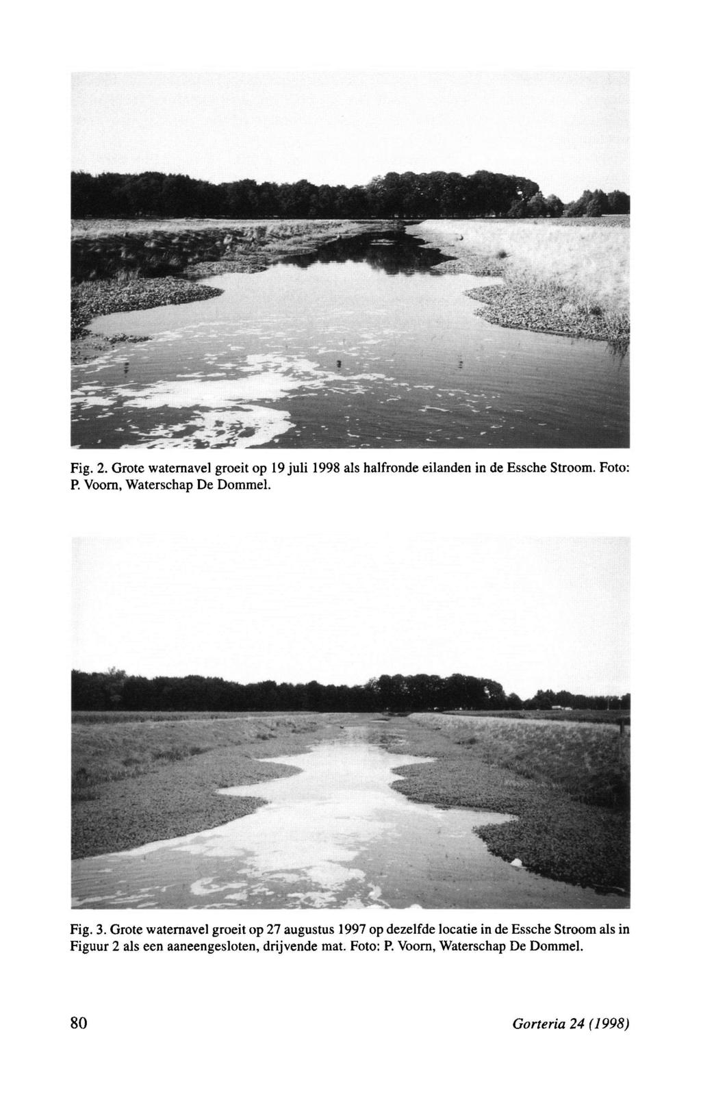 Fig. 2. Grote waternavel groeit op 19 juli 1998 als halfronde eilanden in de Essche Stroom. Foto: P. Voorn, Waterschap De Dommel. Fig. 3.