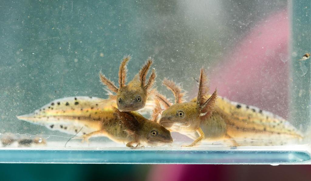 Figuur 3 Drie vrij grote larven van de Kamsalamander.