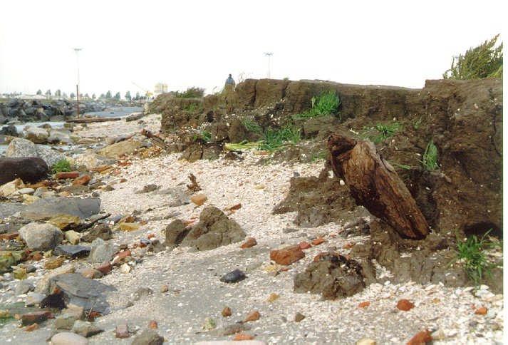 Figuur 18. Schelpenvloer langs de kliffen. Figuur 19. Klif van humeuze zavel en klei met veen- en houtresten.