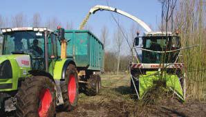 Groene stroom van eigen bodem: korte-omloophoutteelten in Vlaanderen De aanplantingen gebeurden in maart van 2004. Als terreinvoorbereiding werd geploegd en geëgd.