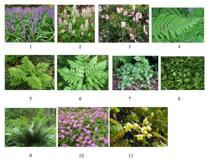 Bodembedekkers Kruidlaag 1. Liriope muscari - leliegras 2. Tiarella cordifolia Perzische muts 3. Anemone hupehensis var. Japonica - anemoon 4. Athyrium filix-femina wijfjesvaren 5.