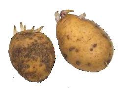 aardappel knol wat heb je nodig 6 potten om de aardappelen in voor te kweken. zakken potgrond/tuinaarde 6 aardappelen voorbereiden Volg het you tube filmpje https://www.youtube.com/watch?