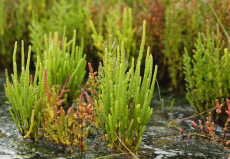 Waarom zijn de bladgroenkorrels zo belangrijk voor planten en mensen? Bekijk hiervoor het onderzoeksblad Groene bladeren. Recept voor pluksla met sinaasappel en zeekraal.