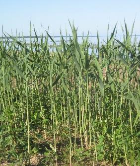 Bloeiseizoen: juli tot oktober Vruchtseizoen: lente De bloem is een lange purperkleurige of