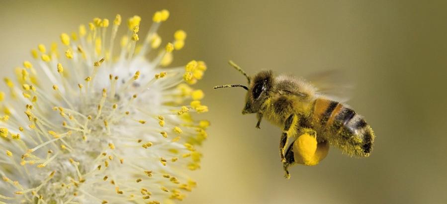 5.4 Bestuiving Voor het zoeken van voedsel vliegen speurbijen uit. Als de speurbijen voedsel, bloemen met stuifmeel en/of nectar vinden, wordt in het nest van de bijen een bijendans uitgevoerd.
