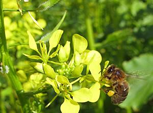 Gele mosterd (Sinapis alba) Figuur 10 gele mosterdplant met een honingbij Figuur 11 bouw van een gele mosterdplant Milieu: