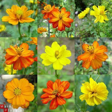 Bloemkleur: lintbloemen rozerood-wit, buisbloemen geel. Fauna: vlinders, hommels, honingbijen.