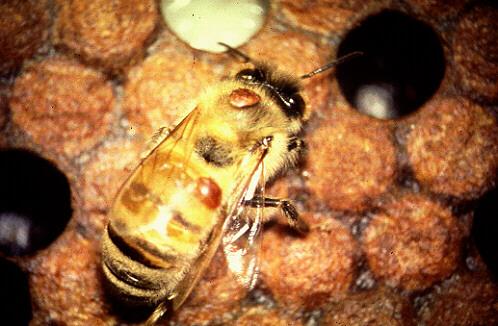 Grafiek 1 levensloop van de honingbij 5.3 Bijensterfte Bijensterfte heeft verschillende oorzaken. Dat kan zijn door een infectie door de varroamijt.