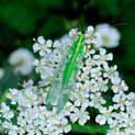 FAB functies: De nectar van schermbloemigen is direct toegankelijk voor insecten.