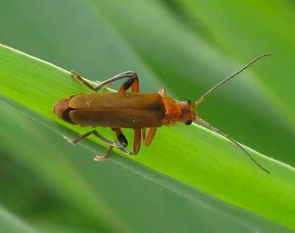 FAB en gewasbescherming; natuurlijke vijanden Larve: Kleine insecten en andere beestjes zoals