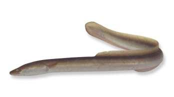 - Bijlagen - Bijlage VIII Profiel van de aal of paling AAL of PALING (Anguilla anguilla) Leefomgeving De aal of paling is één van onze meest algemene vissoorten.