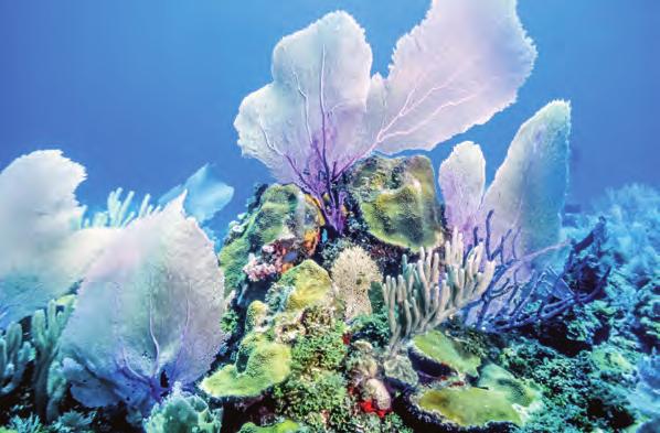 FLORA EN FAUNA Schitterend koraal hebben de wezentjes een kalkachtig skeletje. Een koraalrif bestaat uit miljoenen op elkaar gepakte skeletjes van gestorven koraalpoliepen.