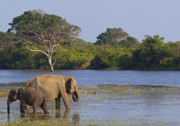 naar Ella. Dit sfeervolle stadje is bekend om haar kloof, de Ella Gap. In de omgeving van de kloof treffen we grote watervallen.