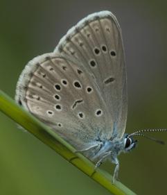 NAAM Gentiaanblauwtje CATEGORIE Vlinder WAAR VIND JE ME? In vochtige heideterreinen bij de blauwe planten waar ik mijn eitjes leg. Deze blauwe plant heet klokjesgentiaan.