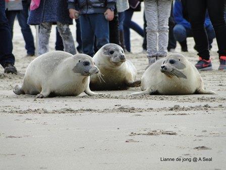 Bezoek A Seal zeehondenopvang en expo, waar