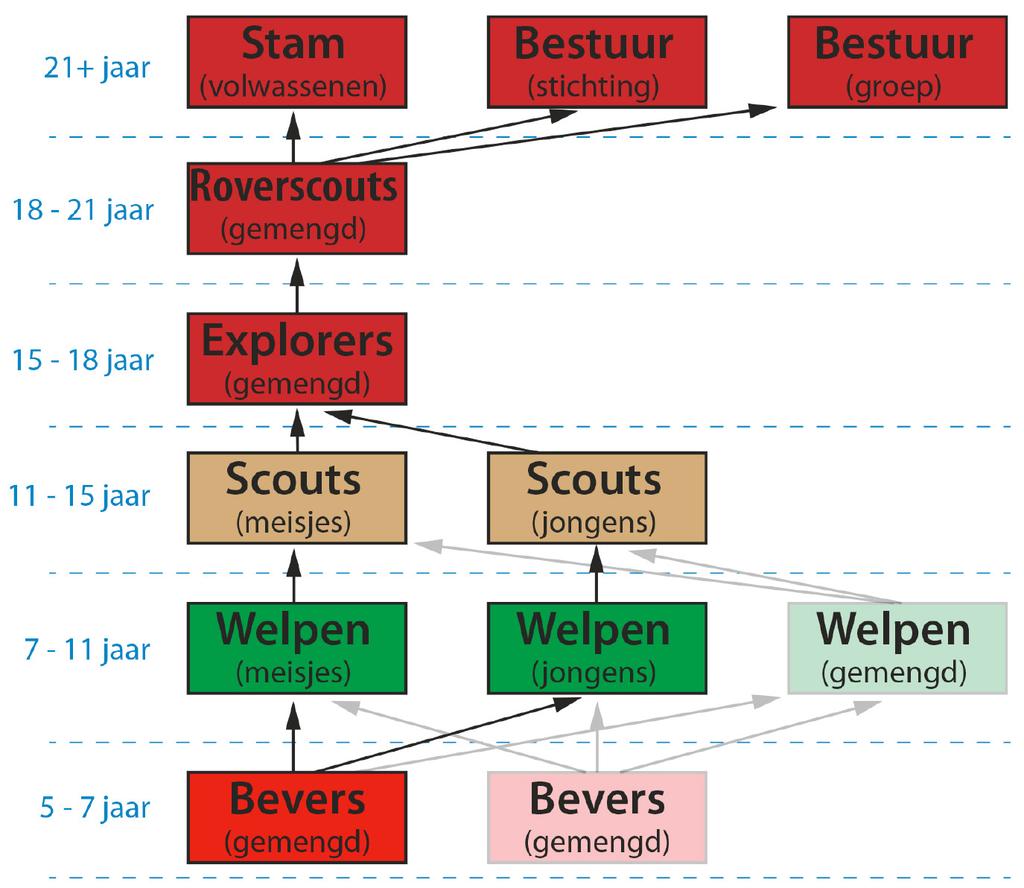 Dutmella Nieuwbouw Toekomstverwachting: prognose ledenontwikkeling tot 2020 Het onderstaande figuur geeft een overzicht van hoe de opbouw van een scoutinggroep er in de ideale situatie uitziet.