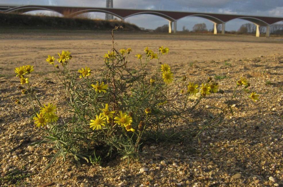 3.4.2 Habitatvoorkeur In 2014 ontdekten we al dat de meeste winterbloeiers groeien in droge, voedselrijke milieus, waaronder ruigten, bosranden (zomen) en braakliggende grond (akkerranden,