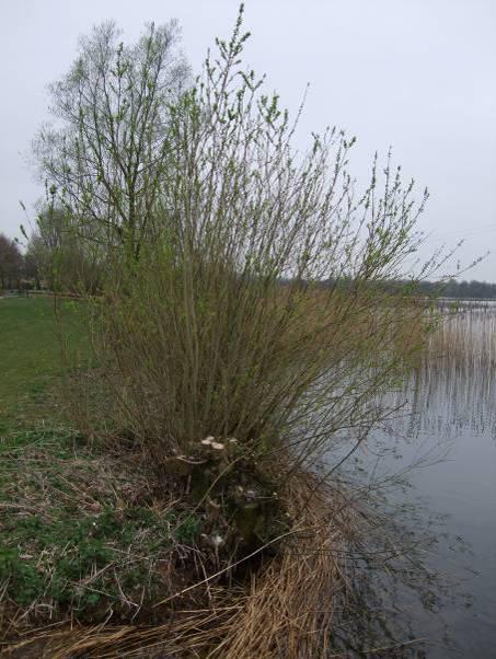 Figuur 20 en 21: Wilgenopslag is verwijderd en taluds zijn hersteld. 3.5.