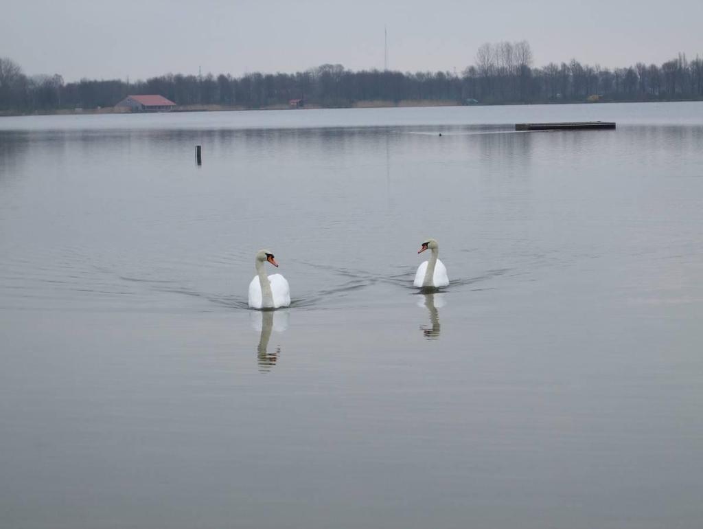 Figuur 25: Uitwerpselen van (water)vogels, zoals van deze knobbelzwanen, kunnen een verhoging van bacteriën veroorzaken. 3.6.2. Veldparameters Er zijn de afgelopen jaren geen afwijkingen geweest aan de veldparameters.