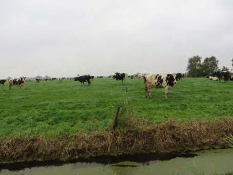 Het tracé in het deelgebied Smallingerland loopt door open agrarisch gebied en kruist daarbij vele (kleine) watergangen. Foto s: RHDHV, 215. 3.