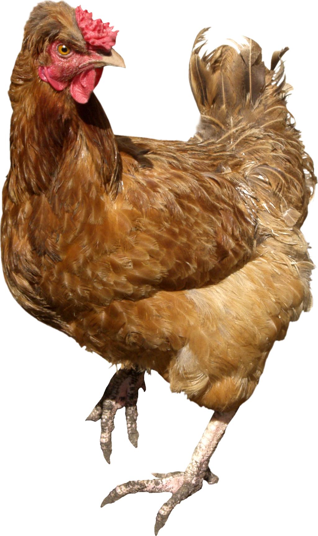 PASEN KOMT ERAAN! Lees daarom deze 10 dingen die je niet wist over kippen 1. Het ei was er eerst, toen pas de kip!