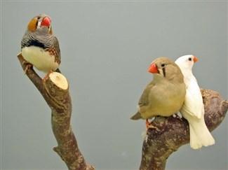 vervolg Op een leeftijd van 3 weken vliegen de jongen uit. Ze worden dan nog enkele weken door de ouders in afnemende mate gevoerd. Na 5 weken zijn de jongen zelfstandig.