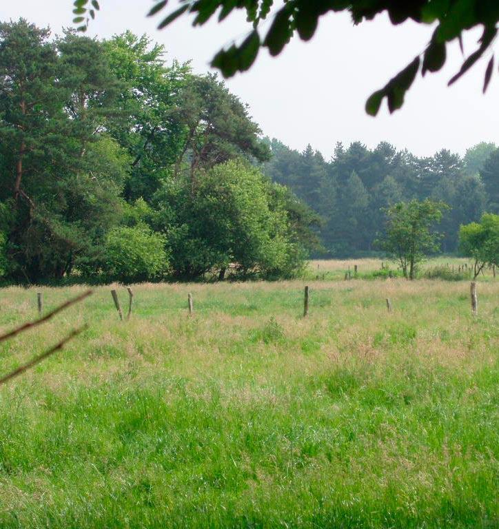 Wegwijs in de wetgeving op het wijzigen van vegetaties en kleine landschapselementen 