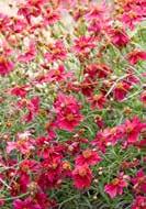 15 cm Coreopsis Cherry Pie. bijen.