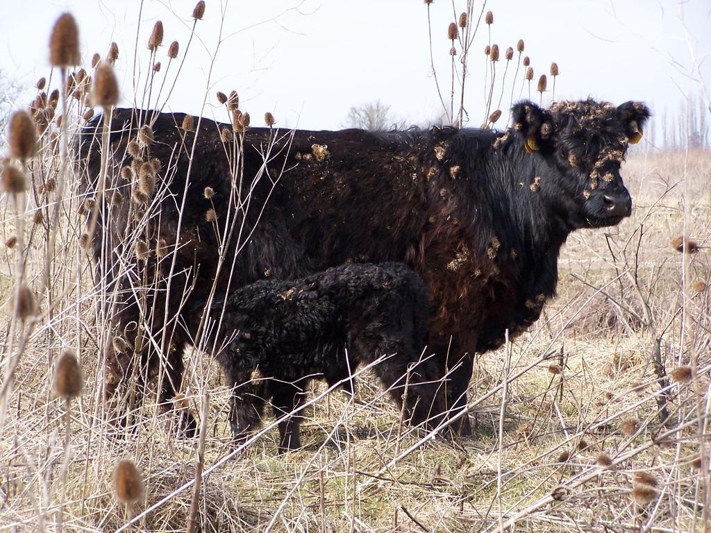 CONSUMPTIEGEDRAG GALLOWAYS