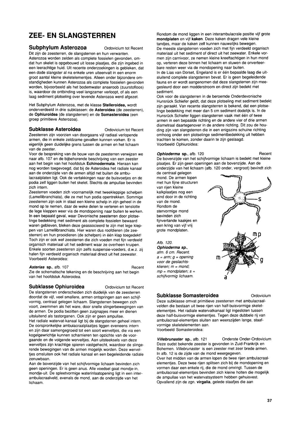 ZEE- EN SLANGSTERREN Subphylum Asterozoa Ordovicium tot Recent Dit zijn de zeesterren, de slangsterren en hun verwanten.