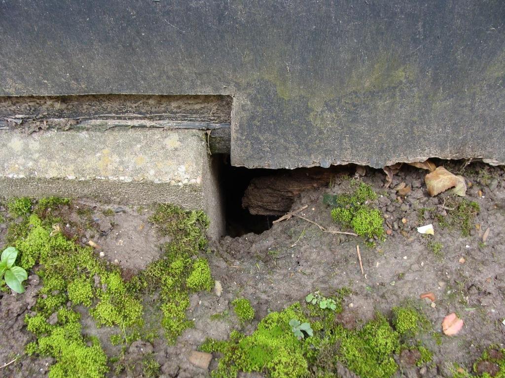 Figuur 16. Ruimte geschikt voor bijvoorbeeld steenmarter onder een van de blokken van de school. 3.4 Amfibieën, reptielen en vissen 3.4.1 Amfibieën Binnen het plangebied ontbreken poelen of watergangen.