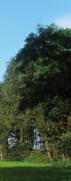 2.3. Landschapskarakteristieken 1 De aard en structuur van het landschap in de gemeente Bladel wordt bepaald door de aanwezigheid van bos- en heidegebieden, de beekdalen, de oude akkers en de nieuwe