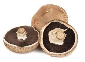 Deze paddenstoel past uitstekend in vegetarische of Oosterse wokgerechten. Pom Pom Blanc (Pruikzwam): 2 x 500 gram art. nr.