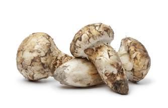 165395 Deze paddenstoel is zeer zeldzaam. De matsutake is zeldzaam doordat bepaalde insecten de bomen doden waaronder de paddenstoel groeit. De paddenstoel heeft een bruine kleur en een vlezige steel.