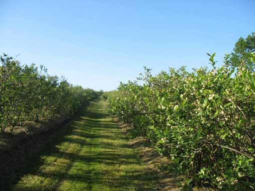 Deze kunnen elk jaar verschillen afhankelijk van de lay-out van de plantkavels.