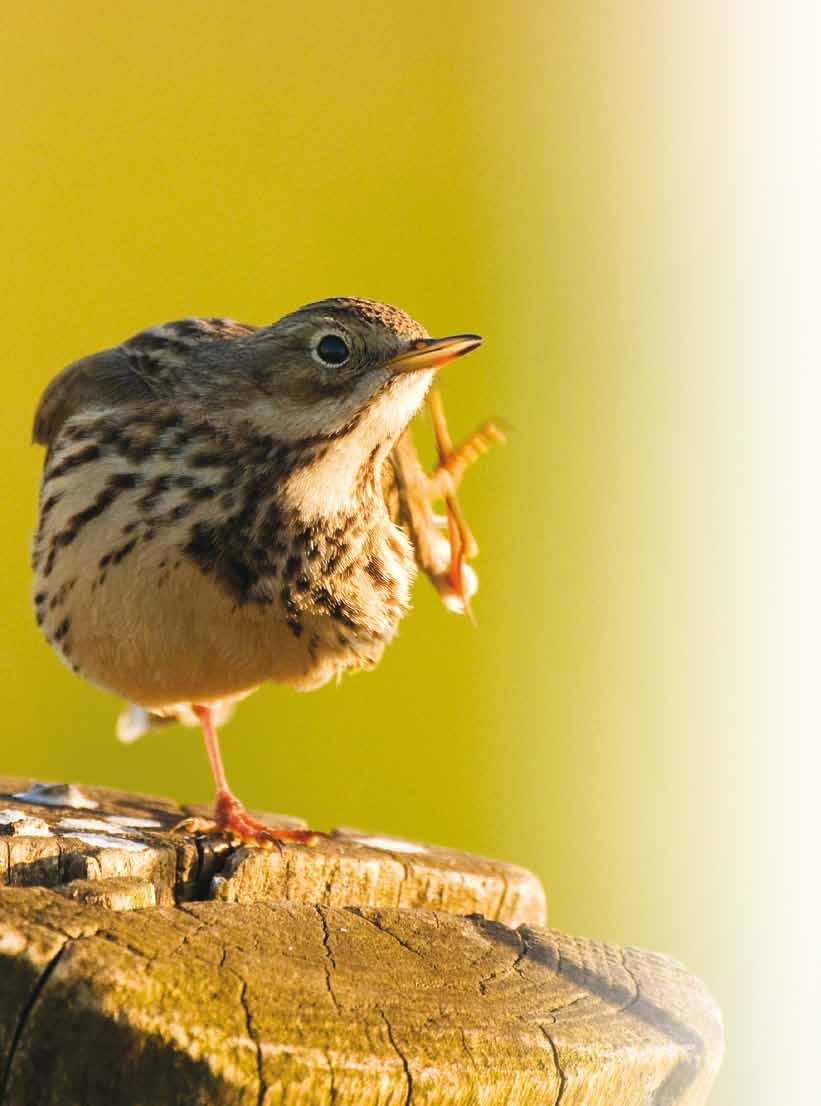 in vogelvlucht,, het jaar van van Organisatiestructuur SOVON en en Dit is de samenvatting van het Jaarverslag van SOVON Vogelonderzoek Nederland.